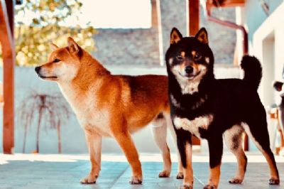 Shiba Inu, muki tenci